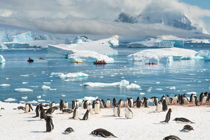 Pinguine in der Antarktis