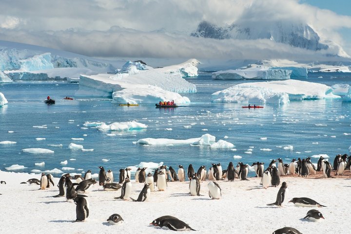 Pinguinkolonie in der Antarktis