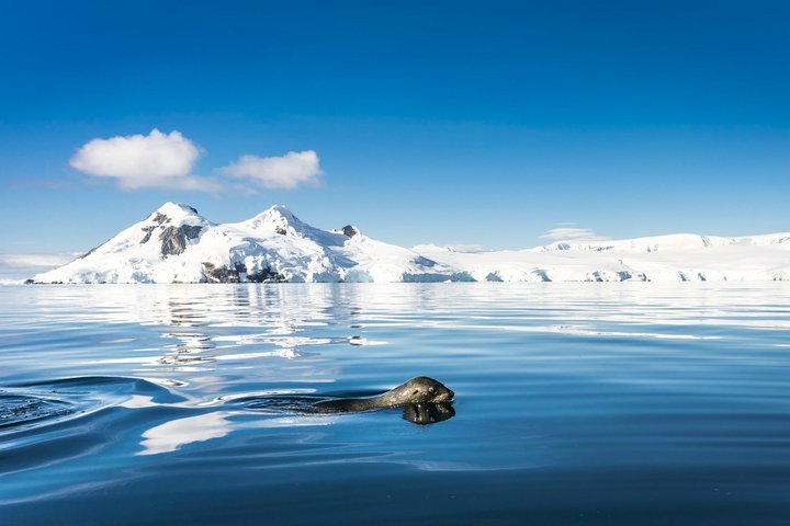 Verschneite Berglandschaft am Meer mit Robbe in Antarktika Verschneite Berglandschaft am Meer mit Robbe in Antarktika