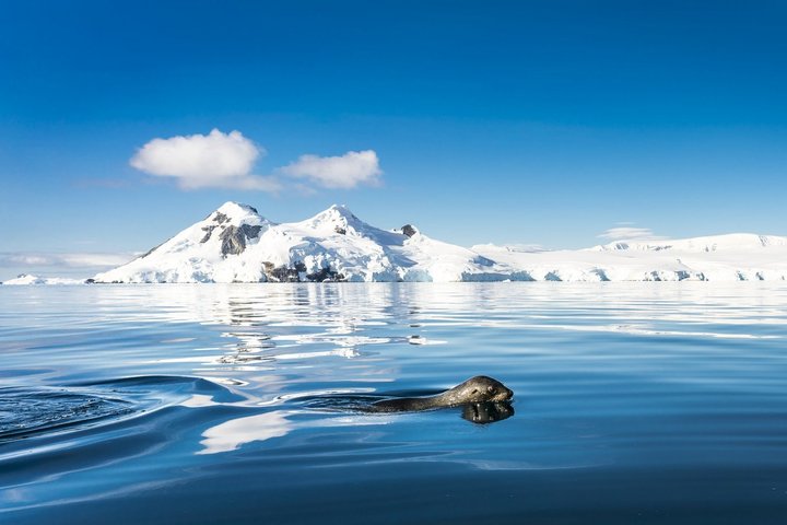 Robbe schwimmend in Antarktika mit Bergen im Hintergrund