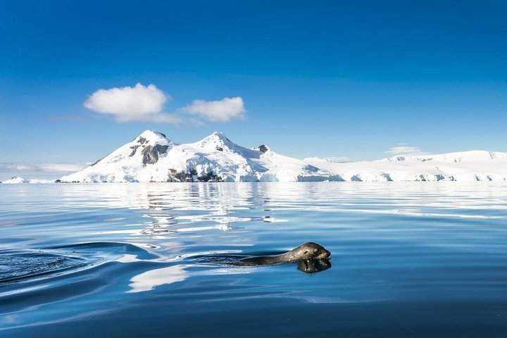 Verschneite Berglandschaft am Meer mit Robbe in Antarktika