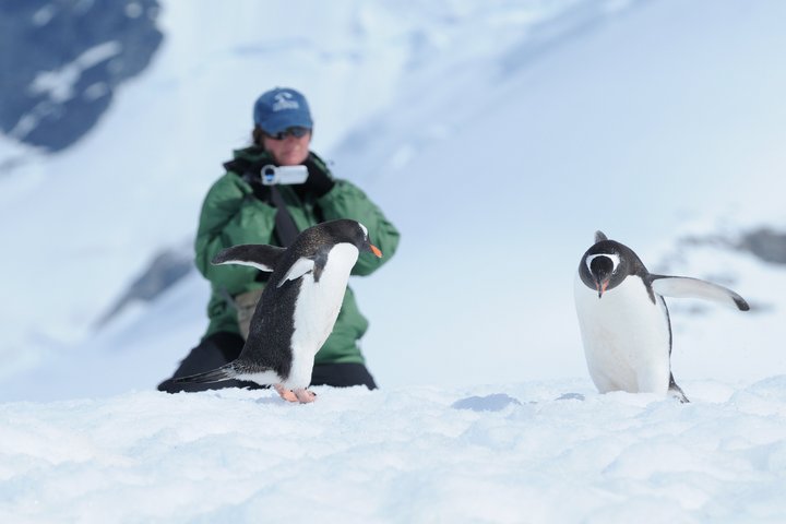 Pinguine fotografieren in der Antarktis