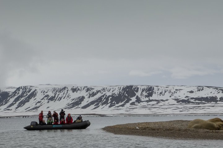 Mit dem Zodiac an Walrosse fahren