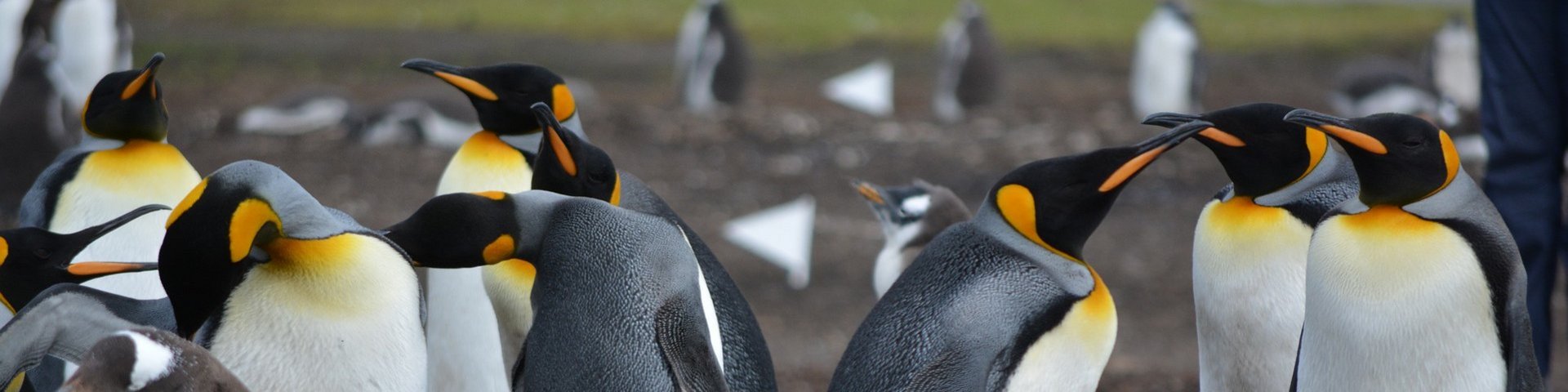 Königspinguine auf Südgeorgien