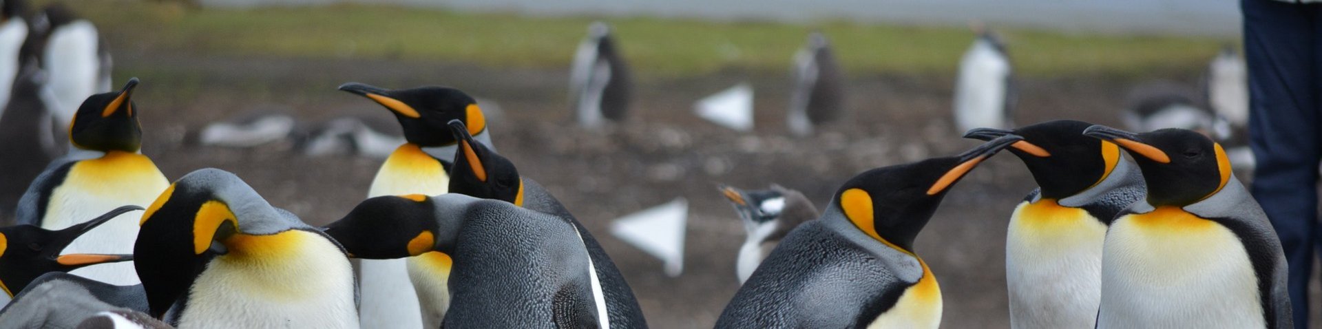 Königspinguine auf Südgeorgien