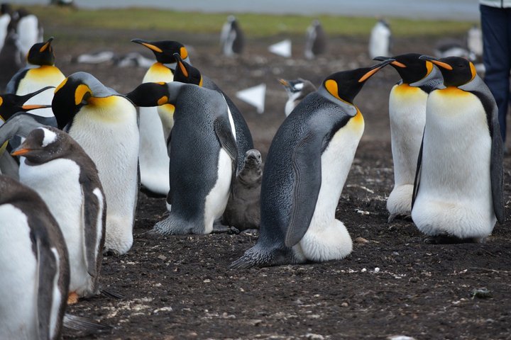 Königspinguine auf Südgeorgien