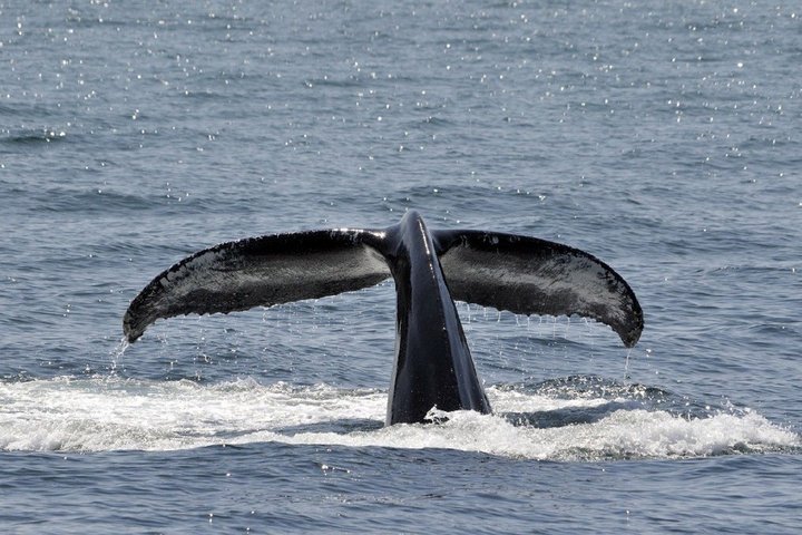 Fluke eines abtauchenden Wals Fluke eines abtauchenden Wals