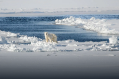 Eisbär in der Hocharktis