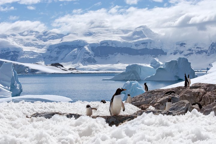 Eselspinguine in traumhafter polarer Landschaft Eselspinguine in traumhafter polarer Landschaft
