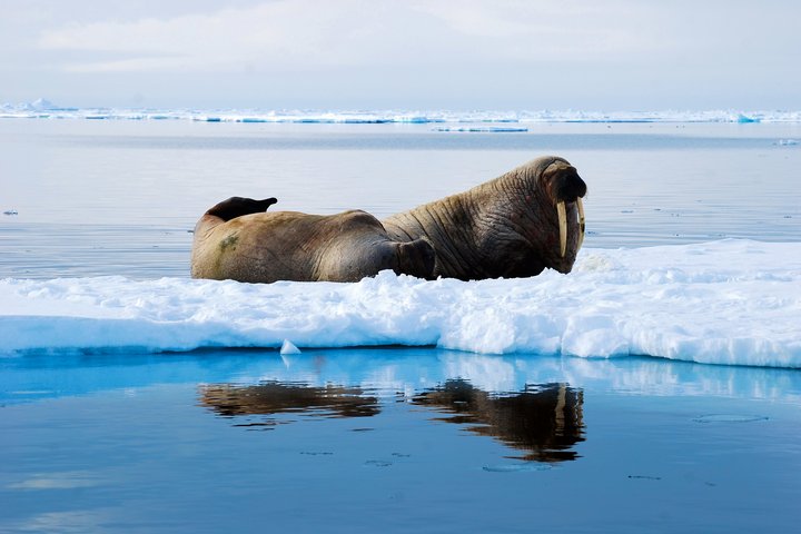 Walross auf einer Eisscholle