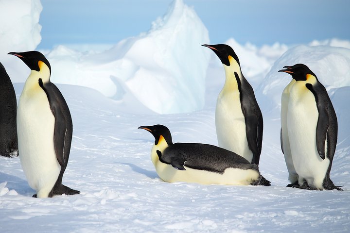 Kaiserpinguine in der Antarktis