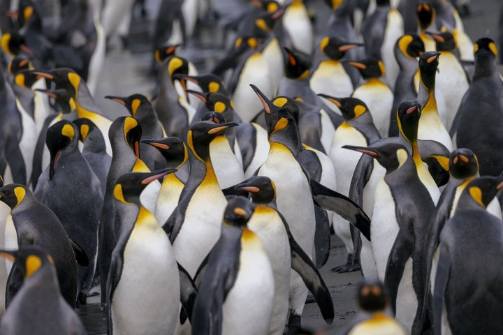 Pinguinparty Pinguinparty
