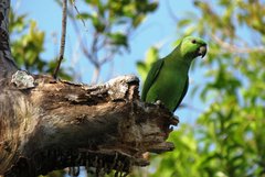 Grüner Vogel auf einem Ast im Amazonas