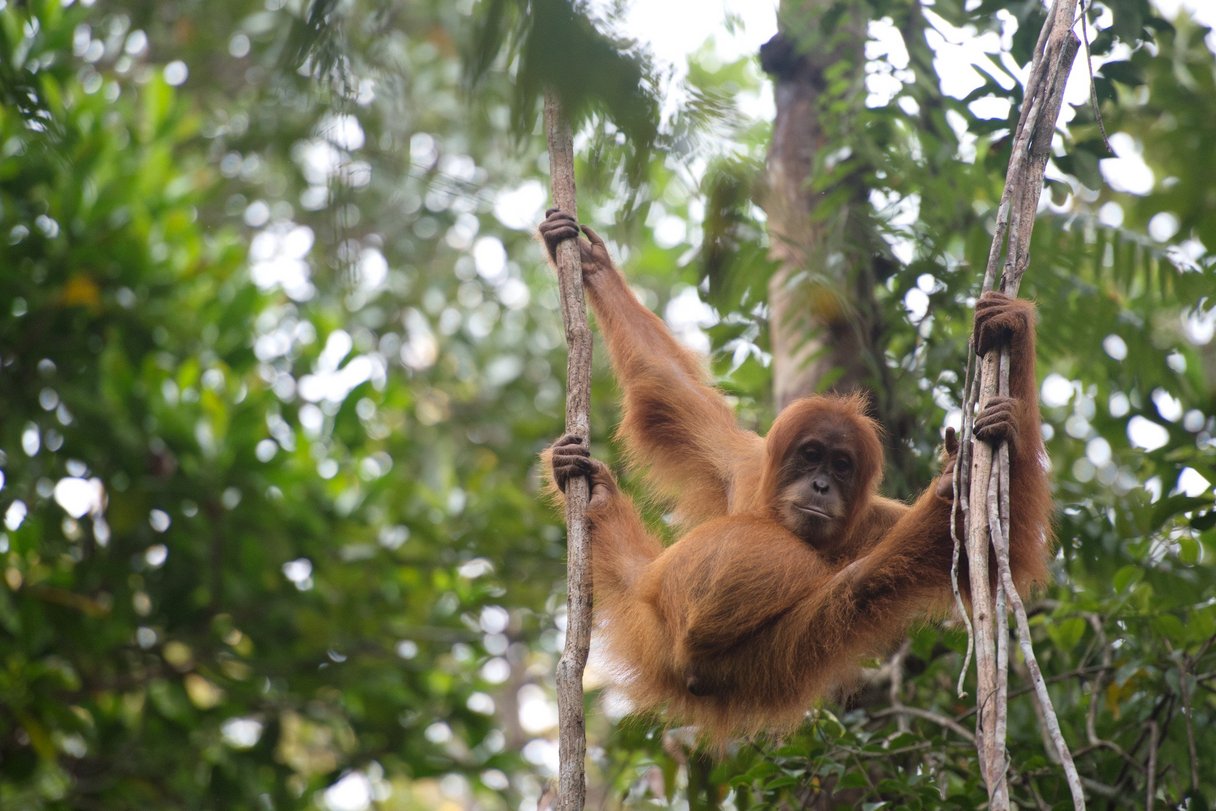 Sumatranischer Orang-Utan