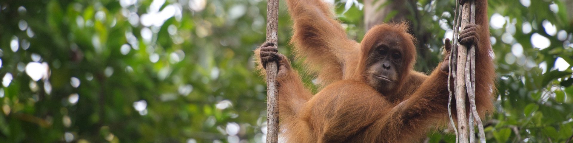 Sumatranischer Orang-Utan Sumatranischer Orang-Utan