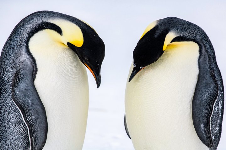 Kaiserpinguine in der Antarktis