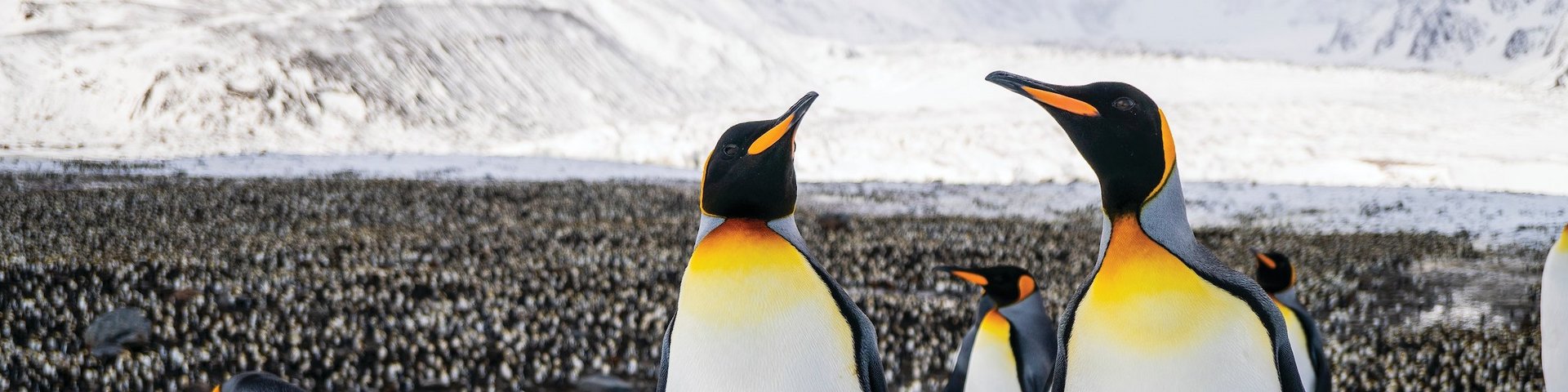 Königspinguine auf Südgeorgien