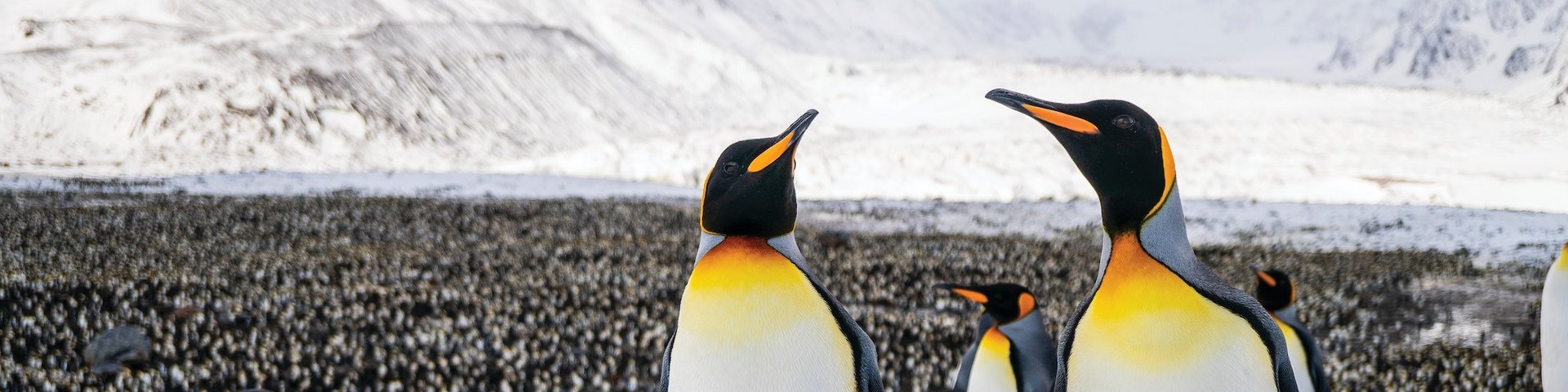 Königspinguine auf Südgeorgien