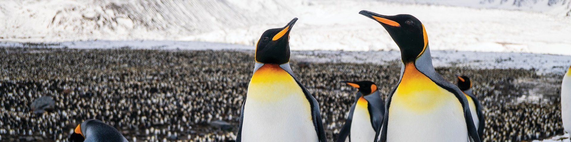 Königspinguine auf Südgeorgien