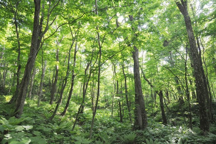 Ursprünglicher Wald auf der Insel Hokkaido