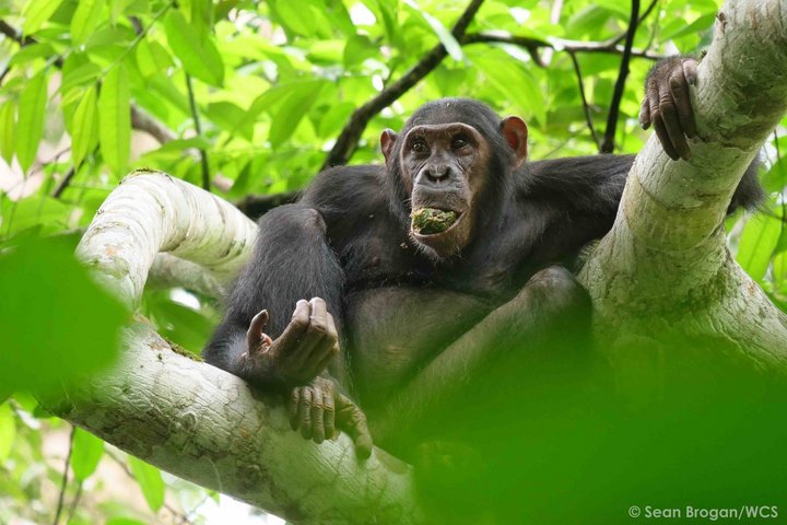 Junger Schimpanse im Urwald