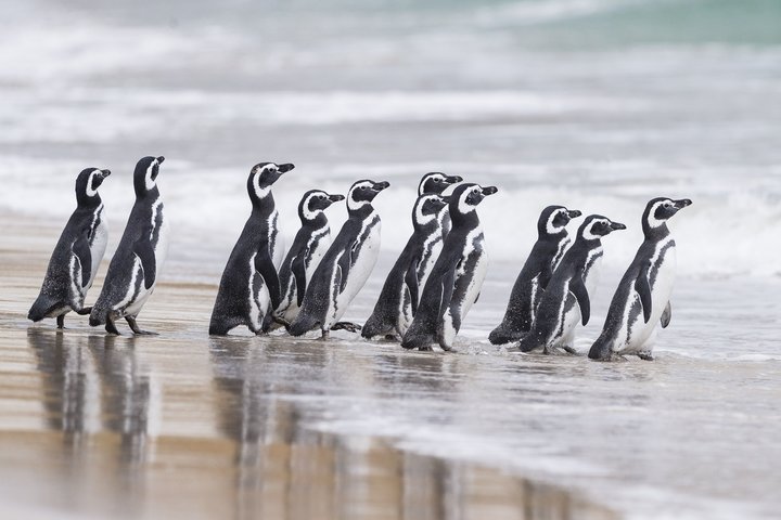Magellanpinguine auf Falklandinseln