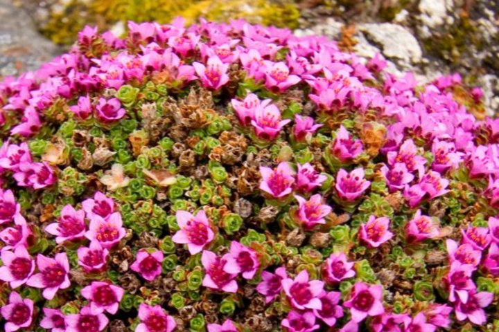 Blumen auf Spitzbergen