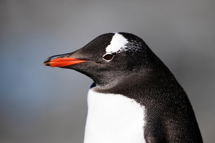 Felsenpinguin in der Antarktis