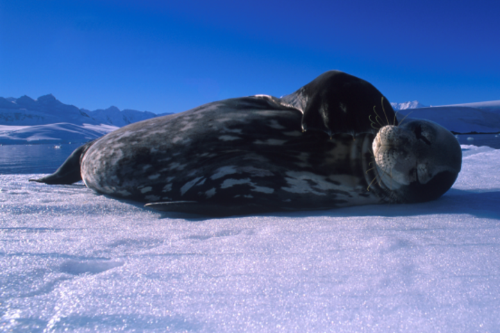 Weddellrobbe in der Antarktis