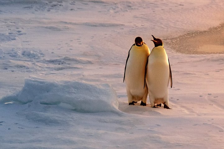 Kaiserpinguine in der Antarktis