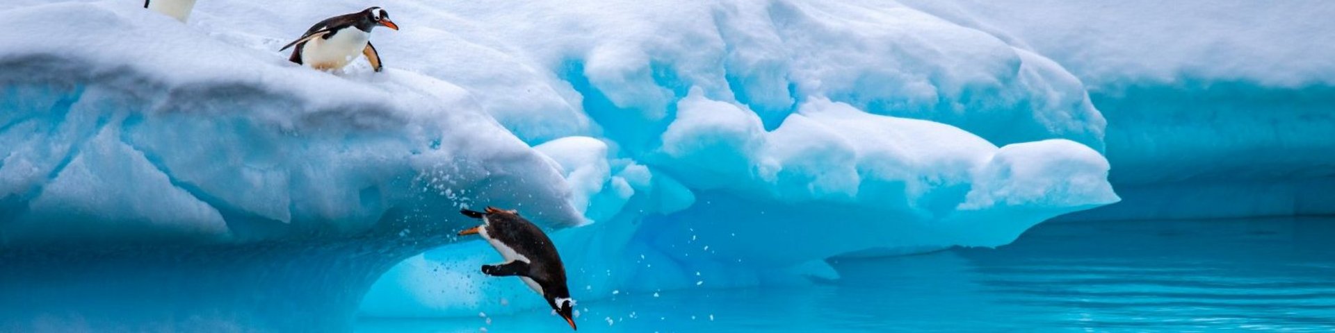 Eselspinguine auf dem Sprung Eselspinguine auf dem Sprung