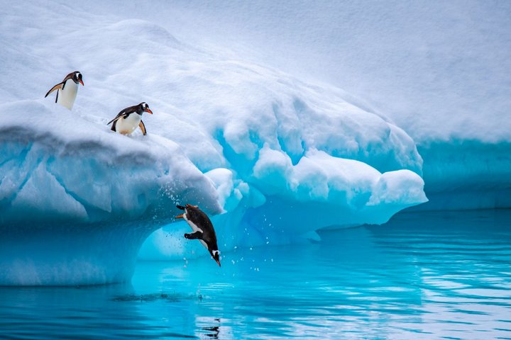 Eselspinguine auf dem Sprung Eselspinguine auf dem Sprung
