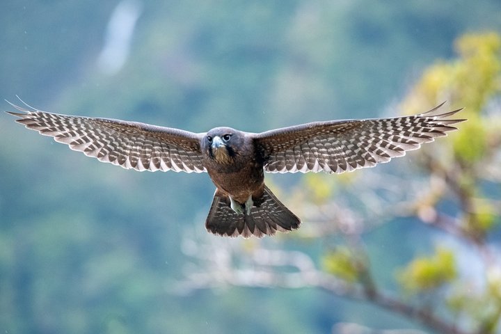 Falke in einem Fjord von Neuseeland