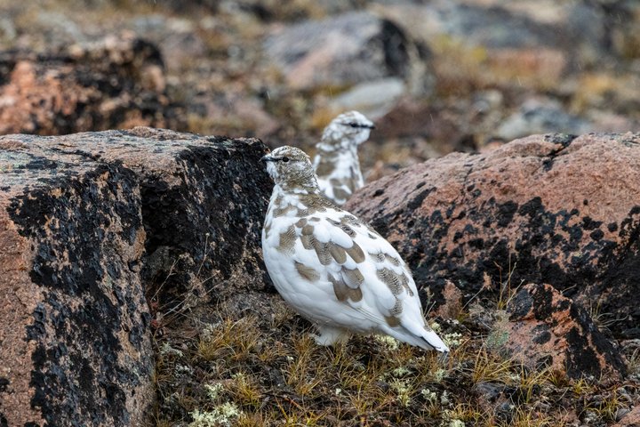 Alpenschneehuhn in Grönland | Foto: Raphael Sané Alpenschneehuhn in Grönland | Foto: Raphael Sané