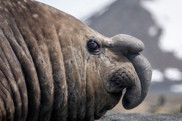 Kopf eines männlichen Seeelefantes