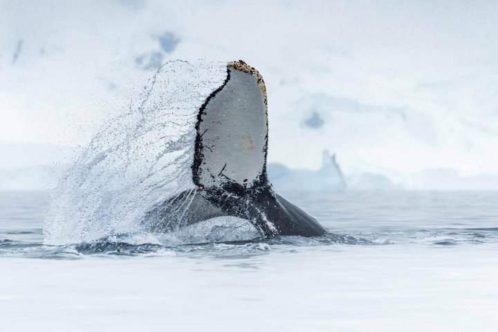 Abtauchende Walflosse (Fluke) Abtauchende Walflosse (Fluke)
