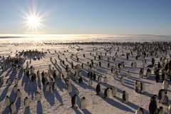 Kaiserpinguinkolonie bei Could Bay Camp in der Antarktis