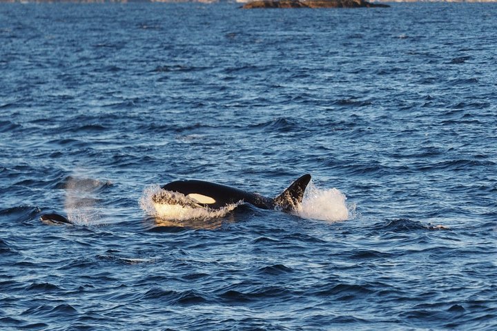 Orca vor der Küste von Norwegen