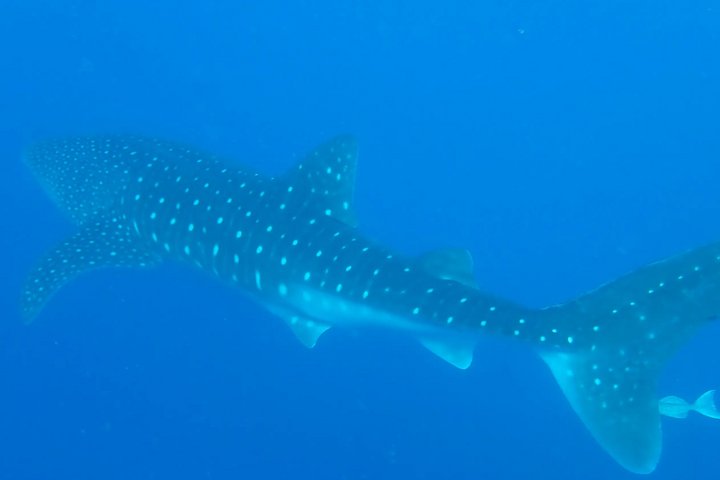 Walhai in der Baja California