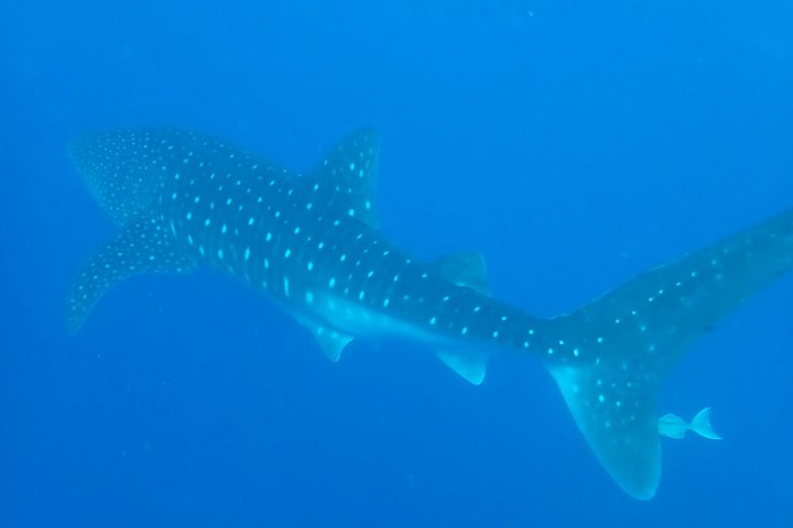 Walhai in der Baja California