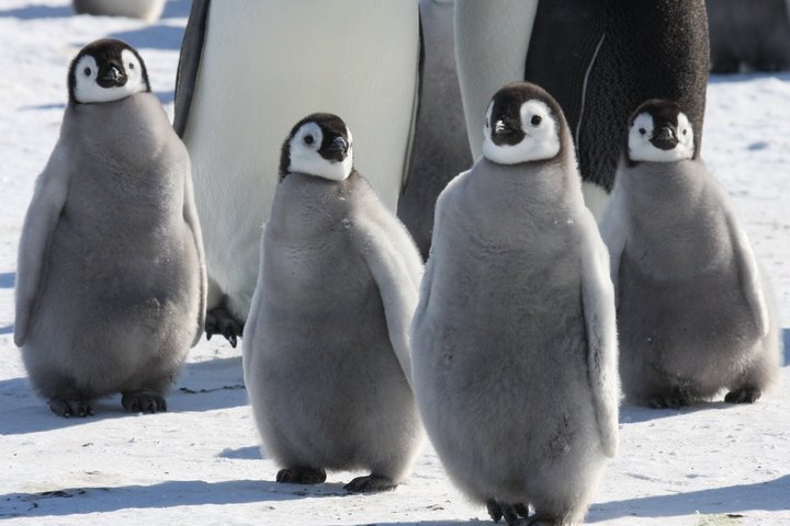 Kaiserpinguin-Kücken in der Antarktis