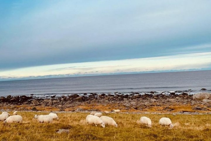 Herbstimmung in Norwegen mit Schafen