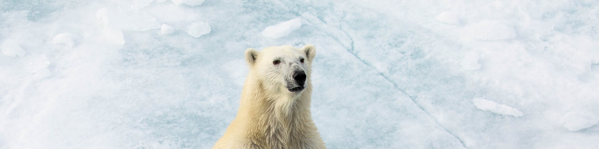 Eisbären auf einer Eisscholle Eisbären auf einer Eisscholle