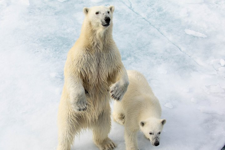 Eisbären auf einer Eisscholle