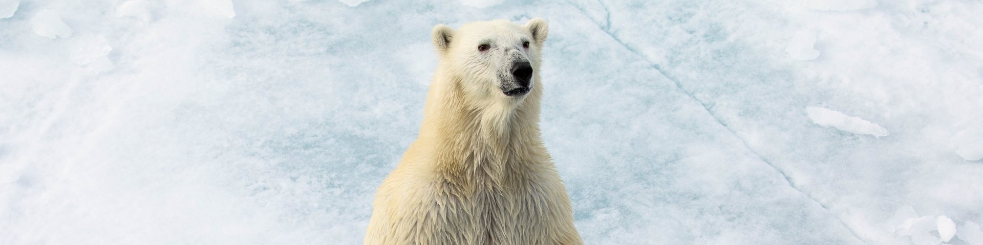 Eisbär in Spitzbergen