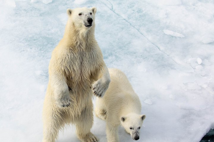 Eisbären auf einer Eisscholle