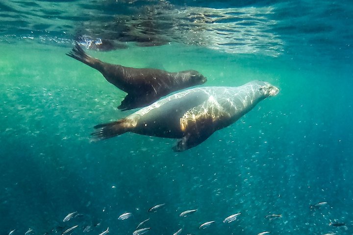 Seeloewe unter Wasser in der Baja California