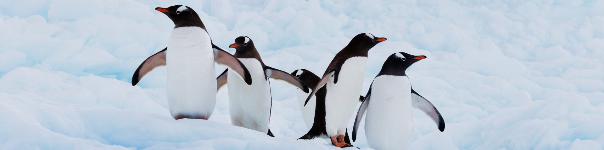 Pinguine auf der Antarktischen Halbinsel Pinguine auf der Antarktischen Halbinsel
