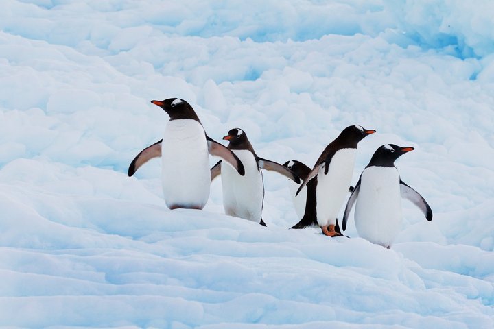 Pinguine auf der Antarktischen Halbinsel