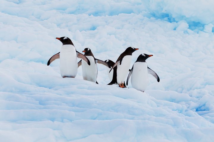 Eselspinguine in der Antarktis